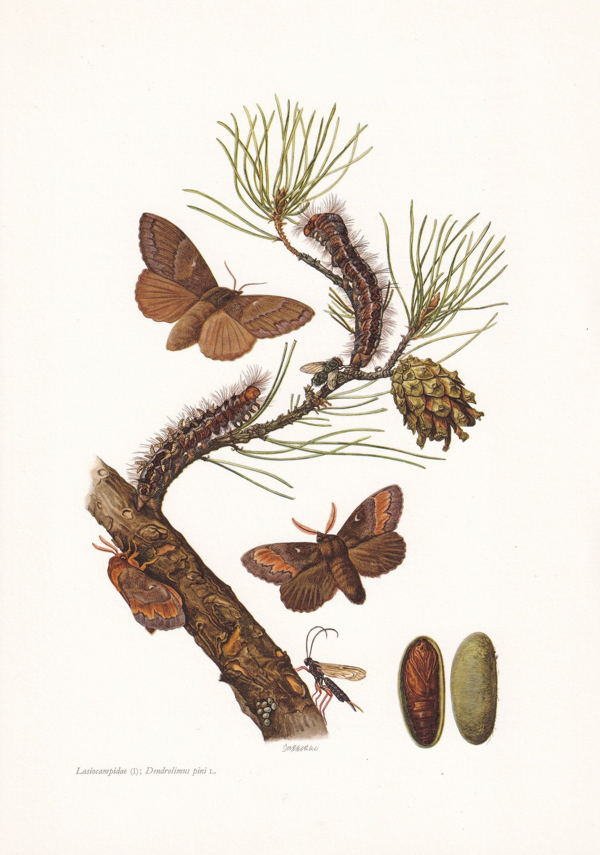 1960 PINE TREE LAPPET Print - Vintage Insect Print - Bug Illustration - Insect Wall Art - Vintage Entomology Print - 7.5 x 10