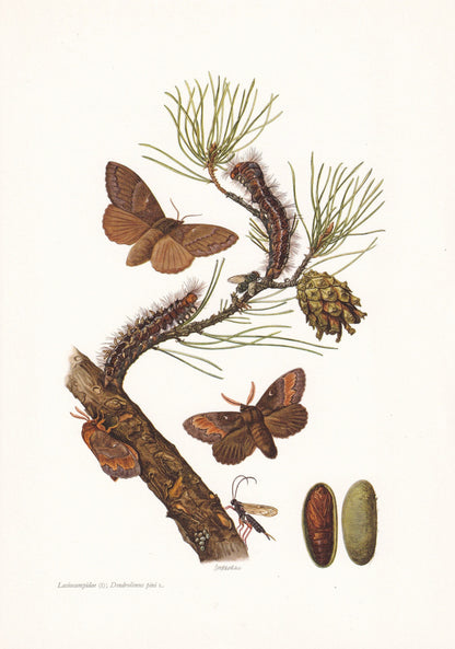 1960 PINE TREE LAPPET Print - Vintage Insect Print - Bug Illustration - Insect Wall Art - Vintage Entomology Print - 7.5 x 10