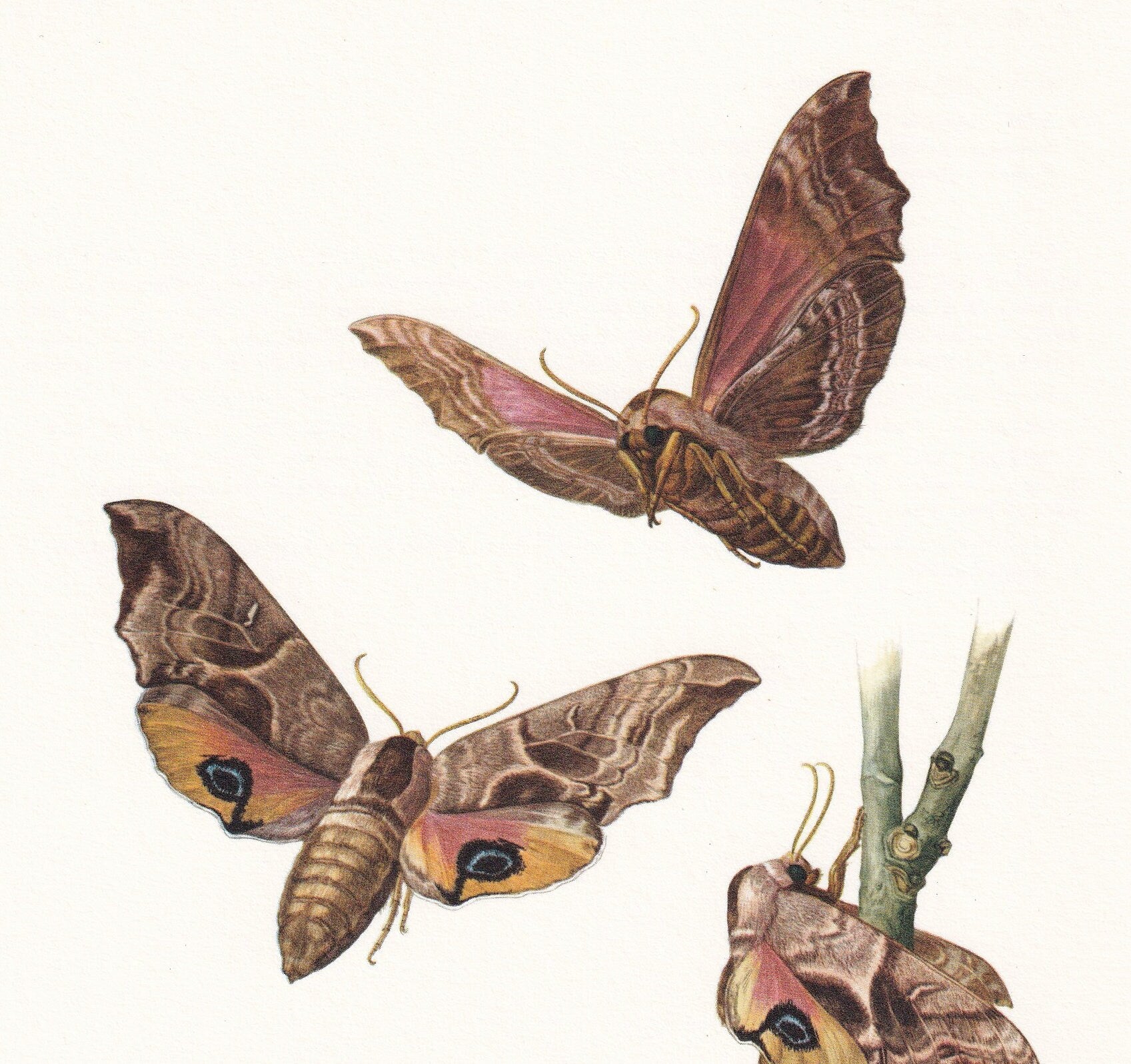 1960 HAWK MOTH Print - Vintage Insect Print - Bug Illustration - Insect Wall Art - Vintage Entomology Print - 7.5 x 10.6 Inch