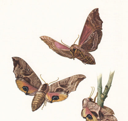 1960 HAWK MOTH Print - Vintage Insect Print - Bug Illustration - Insect Wall Art - Vintage Entomology Print - 7.5 x 10.6 Inch
