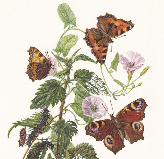 1960 SMALL TORTOISESHELL BUTTERFLY & Peacock Butterfly Print - Vintage Insect - Butterfly Wall Art - Vintage Entomology Print