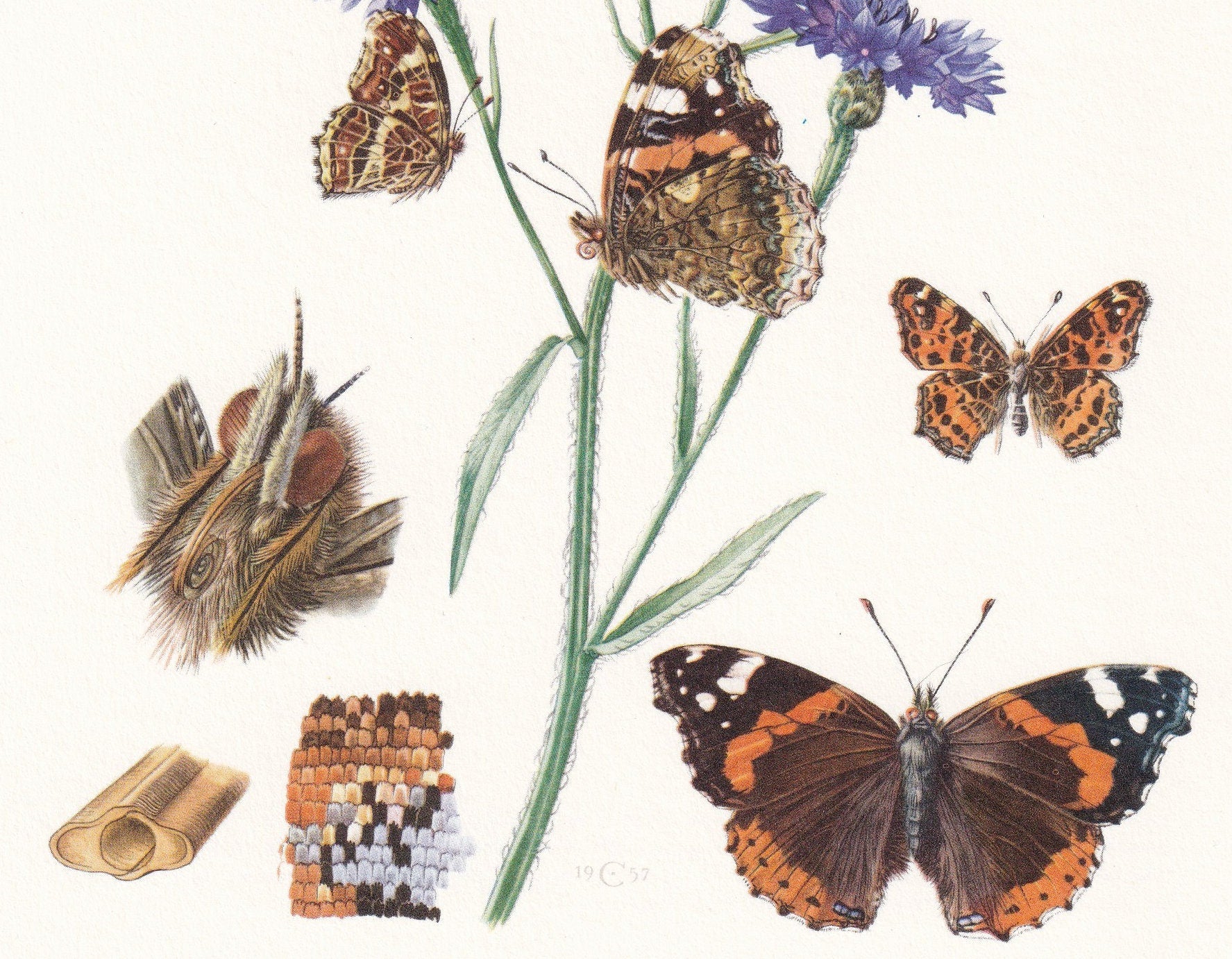1960 RED ADMIRAL BUTTERFLY Print - Vintage Insect - Butterfly Wall Art - Vintage Entomology Print - 7.5 x 10.6 Inches