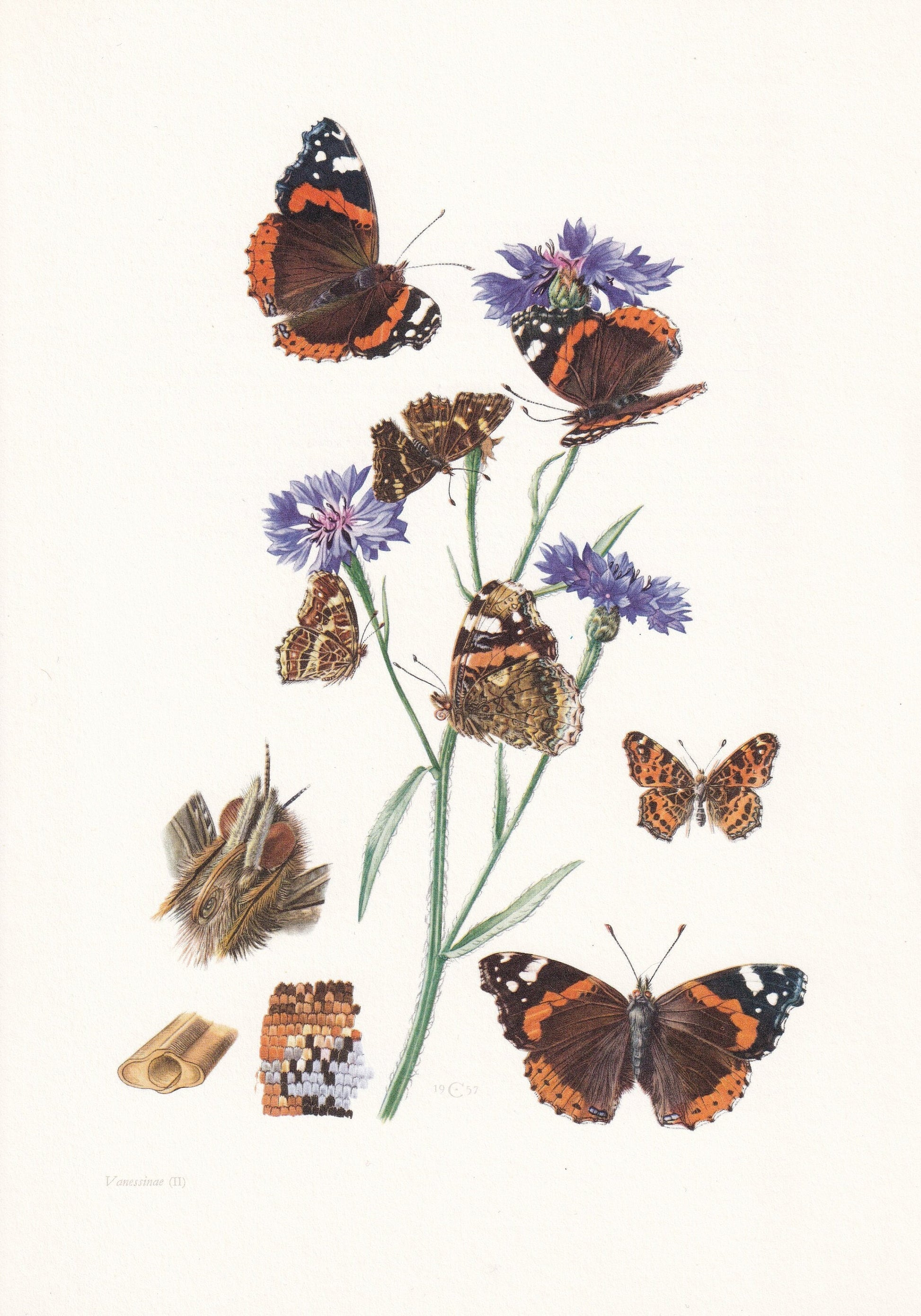 1960 RED ADMIRAL BUTTERFLY Print - Vintage Insect - Butterfly Wall Art - Vintage Entomology Print - 7.5 x 10.6 Inches