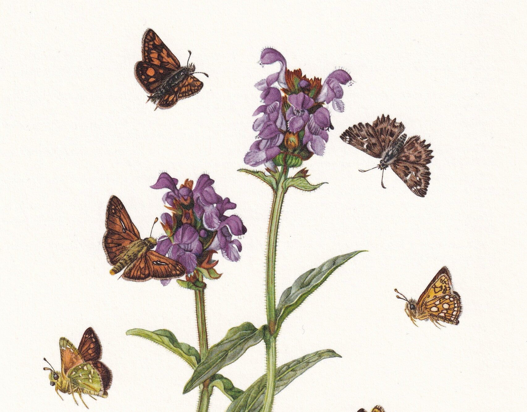 1960 SKIPPER BUTTERFLY Print - Vintage Insect - Butterfly Wall Art - Vintage Entomology Print - 7.5 x 10.6 Inches