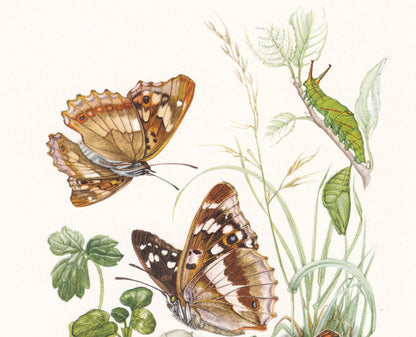 1960 PURPLE EMPEROR BUTTERFLY Print - Vintage Insect Print - Insect Illustration - Vintage Entomology Print - 7.5 x 10.6 Inches