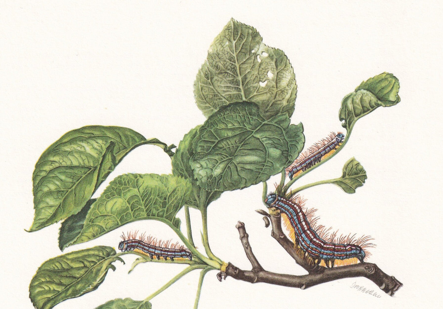 1960 LACKEY MOTH Print - Vintage Insect - Butterfly Wall Art - Vintage Entomology Print - 7.5 x 10.6 Inches