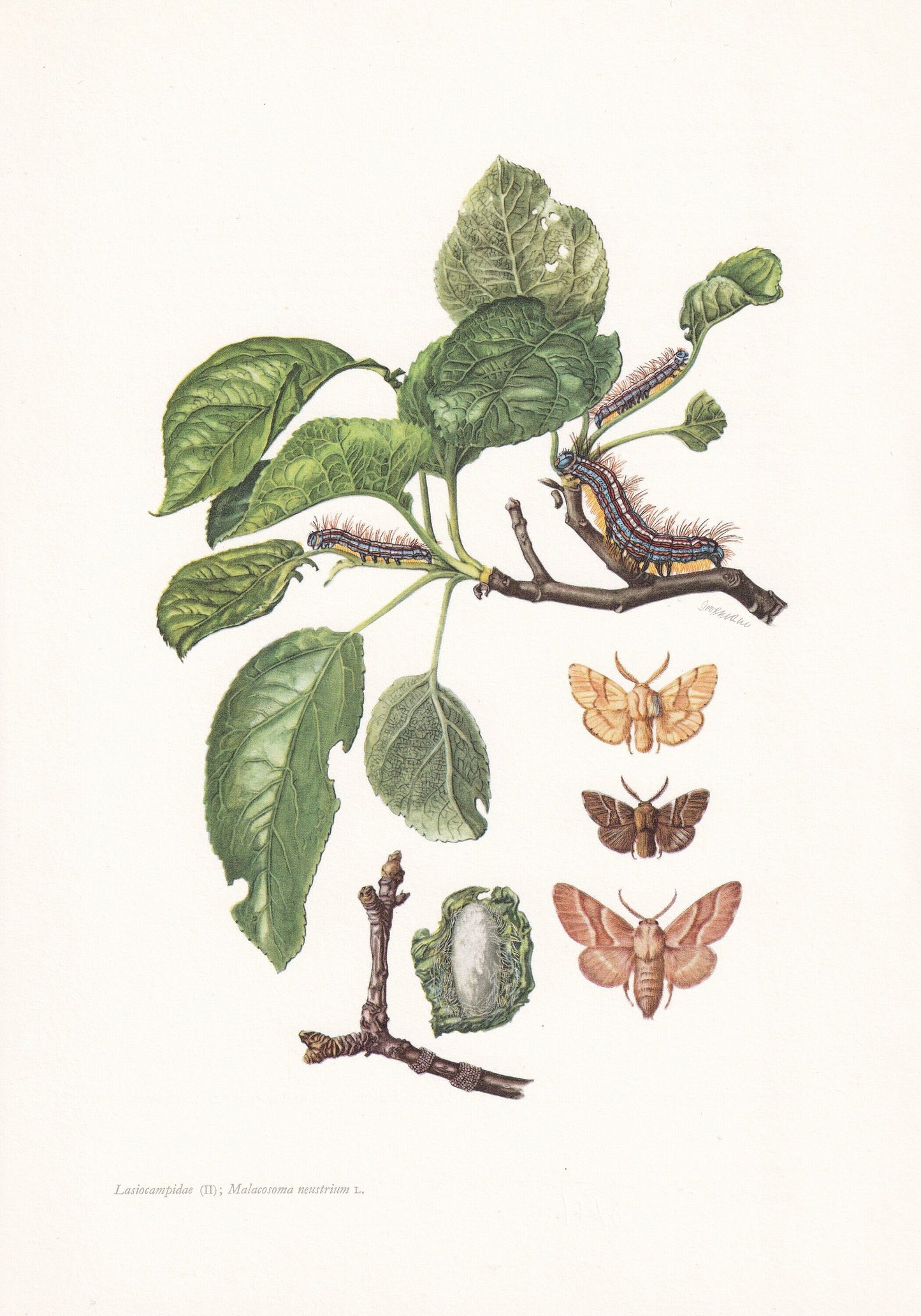 1960 LACKEY MOTH Print - Vintage Insect - Butterfly Wall Art - Vintage Entomology Print - 7.5 x 10.6 Inches