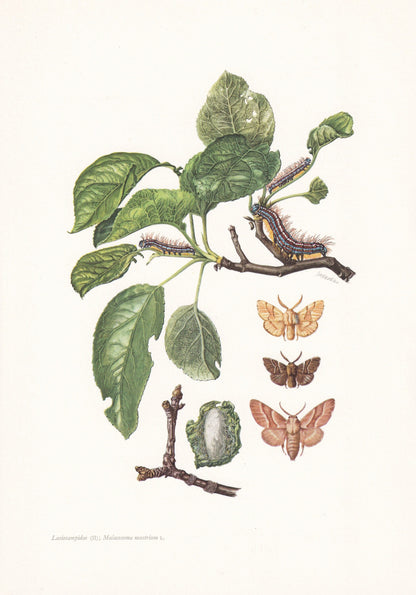 1960 LACKEY MOTH Print - Vintage Insect - Butterfly Wall Art - Vintage Entomology Print - 7.5 x 10.6 Inches