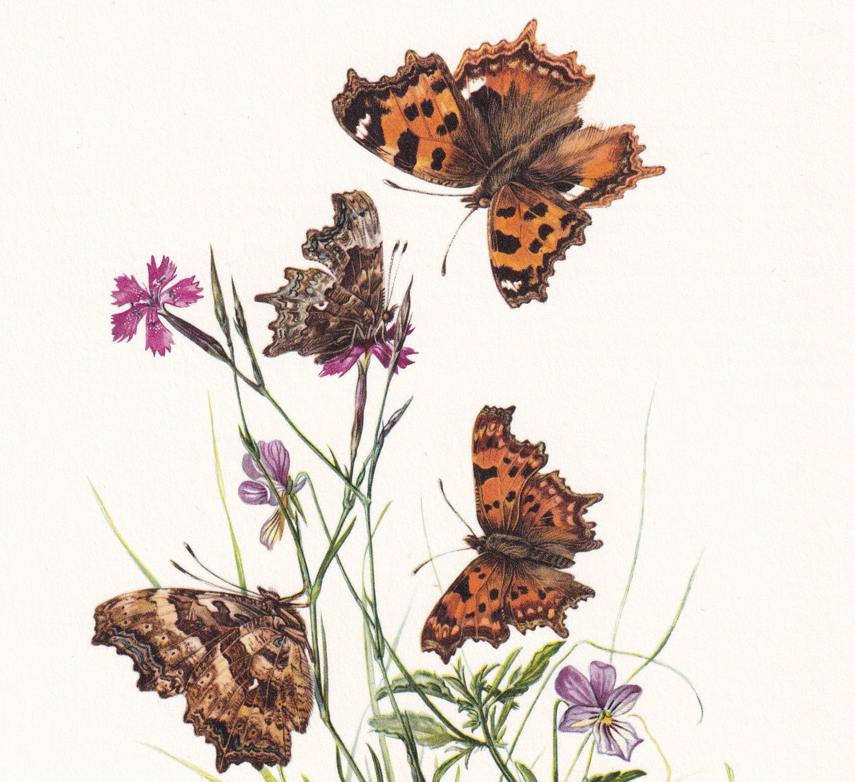 1960 COMMA BUTTERFLY Print - Vintage Insect Print - Butterfly Wall Art - Vintage Entomology Print - 7.5 x 10.6 Inches