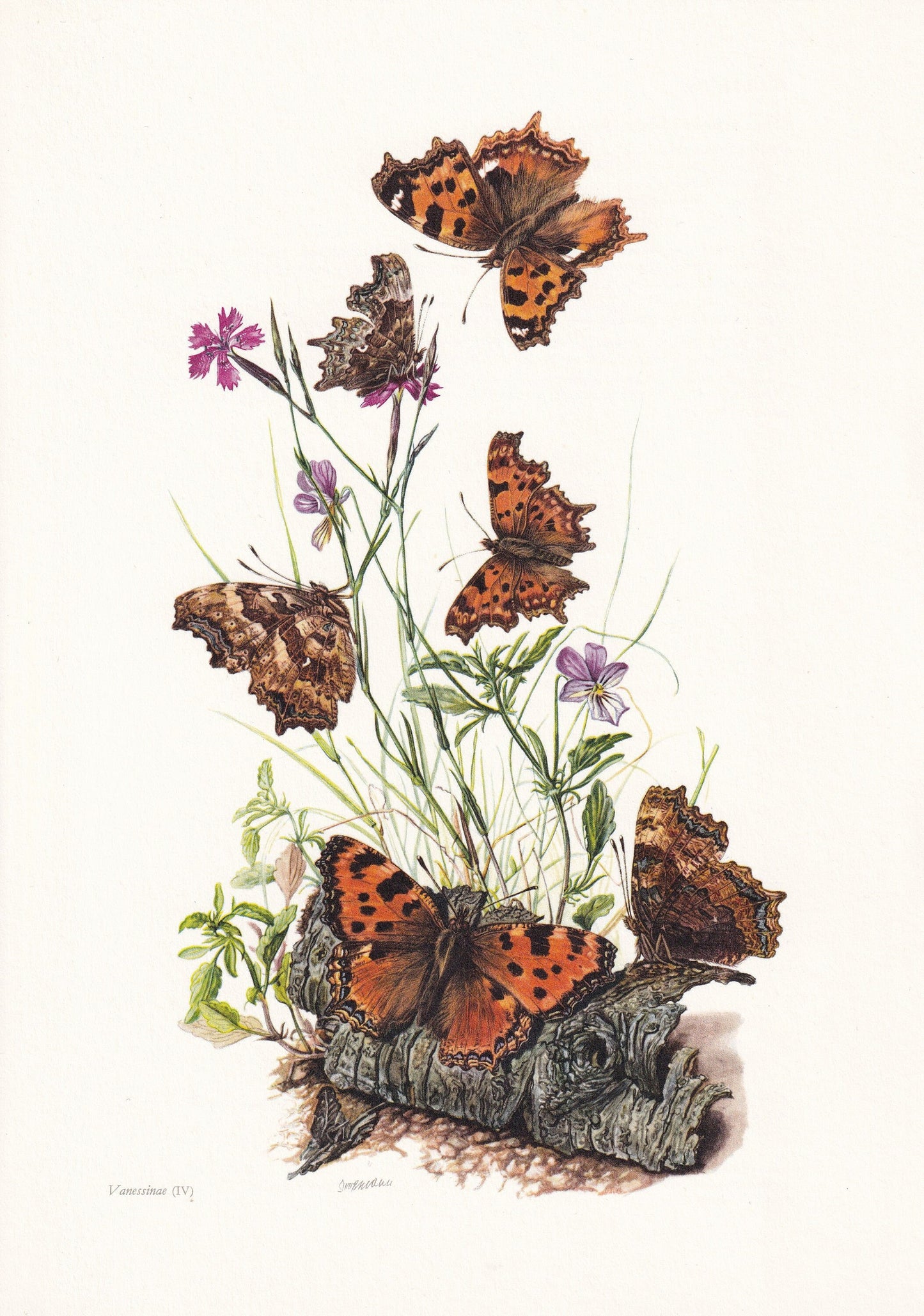 1960 COMMA BUTTERFLY Print - Vintage Insect Print - Butterfly Wall Art - Vintage Entomology Print - 7.5 x 10.6 Inches