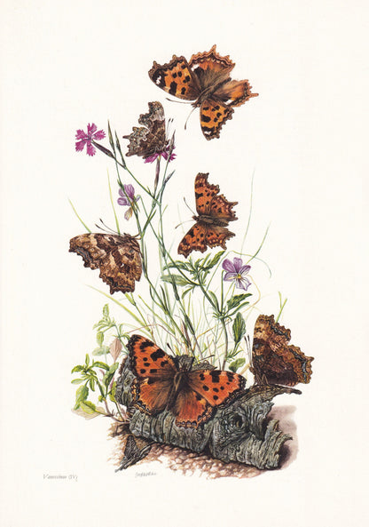 1960 COMMA BUTTERFLY Print - Vintage Insect Print - Butterfly Wall Art - Vintage Entomology Print - 7.5 x 10.6 Inches