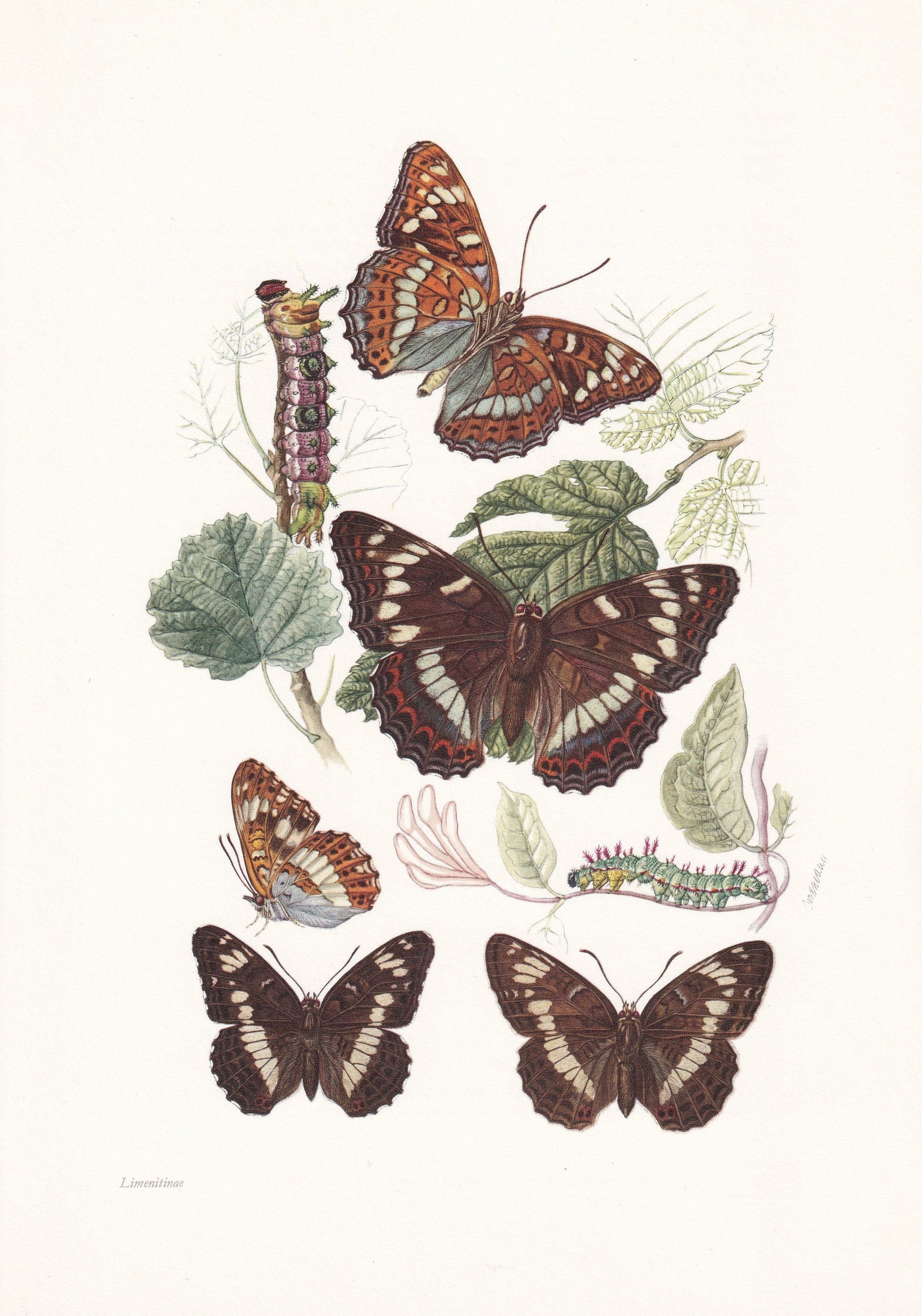 1960 POPLAR ADMIRAL BUTTERFLY & White Admiral Print - Vintage Insect Print - Butterfly Wall Art - Vintage Entomology Print - 