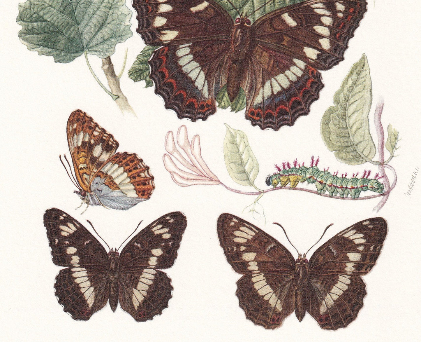 1960 POPLAR ADMIRAL BUTTERFLY & White Admiral Print - Vintage Insect Print - Butterfly Wall Art - Vintage Entomology Print - 