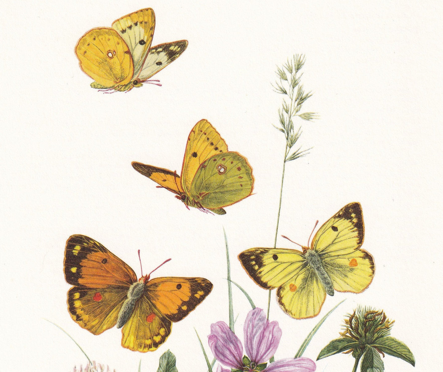 1960 CLOUDED YELLOW BUTTERFLY Print - Vintage Insect - Butterfly Wall Art - Vintage Entomology Print - 7.5 x 10.6 Inches