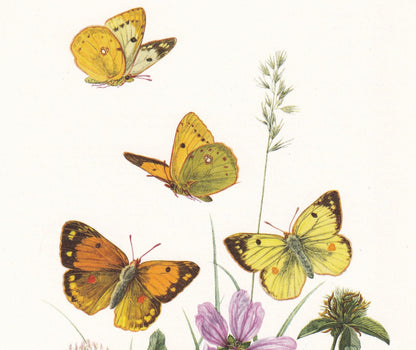 1960 CLOUDED YELLOW BUTTERFLY Print - Vintage Insect - Butterfly Wall Art - Vintage Entomology Print - 7.5 x 10.6 Inches