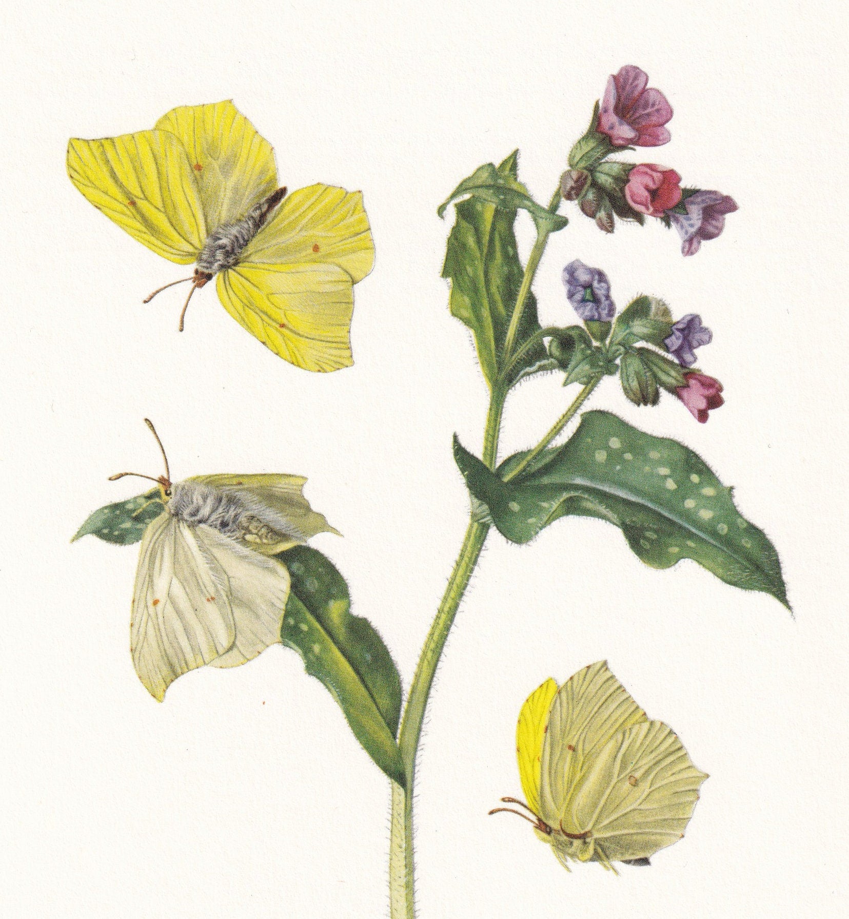 1960 COMMON BRIMSTONE BUTTERFLY Print - Vintage Insect - Butterfly Wall Art - Vintage Entomology Print - 7.5 x 10.6 Inches