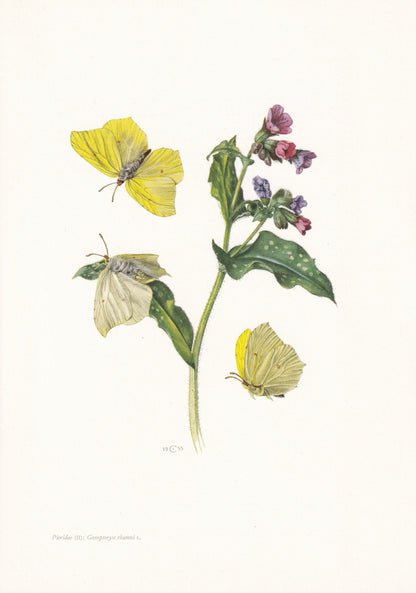 1960 COMMON BRIMSTONE BUTTERFLY Print - Vintage Insect - Butterfly Wall Art - Vintage Entomology Print - 7.5 x 10.6 Inches