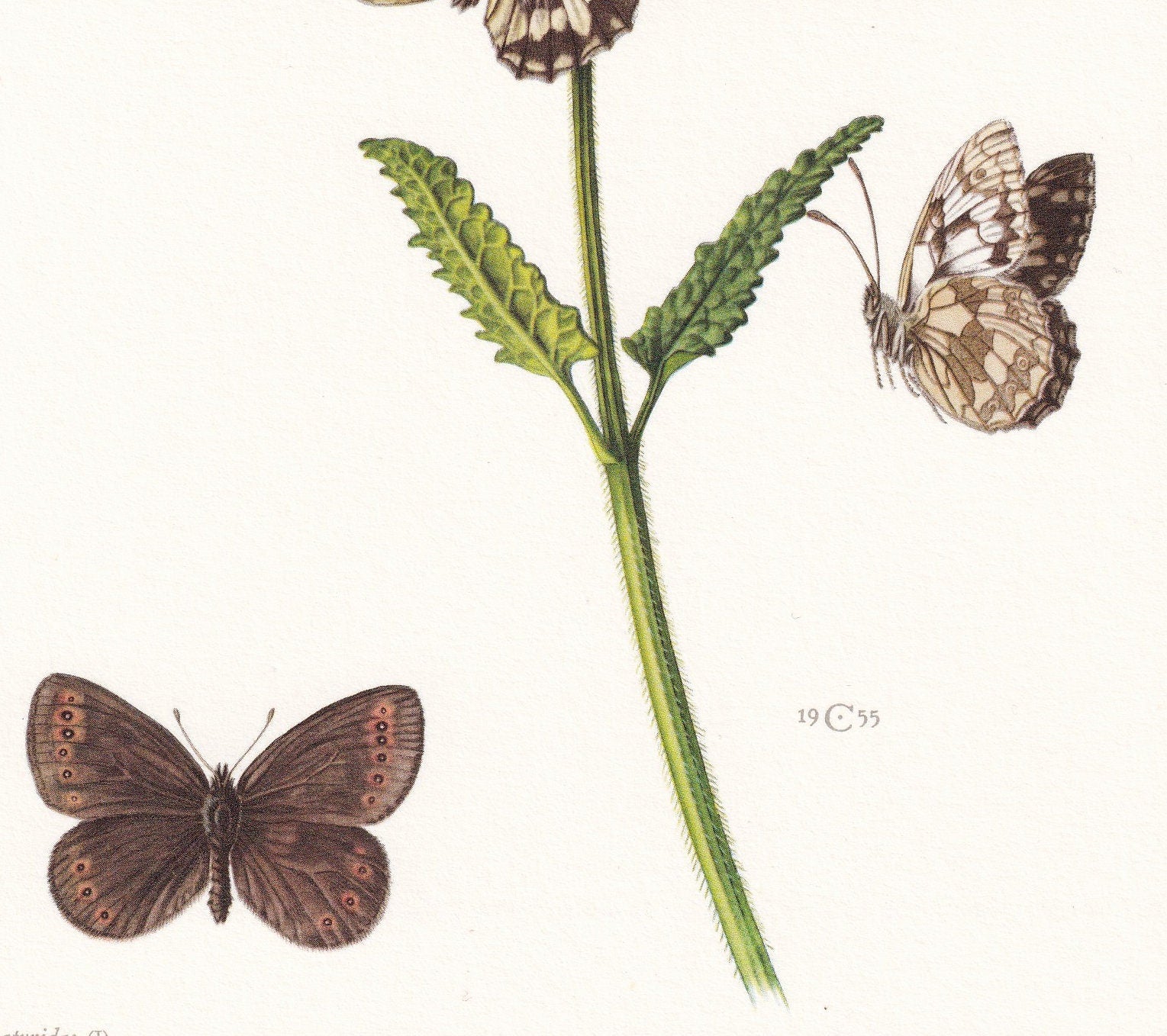 1960 BRUSH-FOOTED BUTTERFLY Print - Vintage Insect Print - Brintesia Circe, Marbled White - Vintage Entomology Print - 7.5 x 