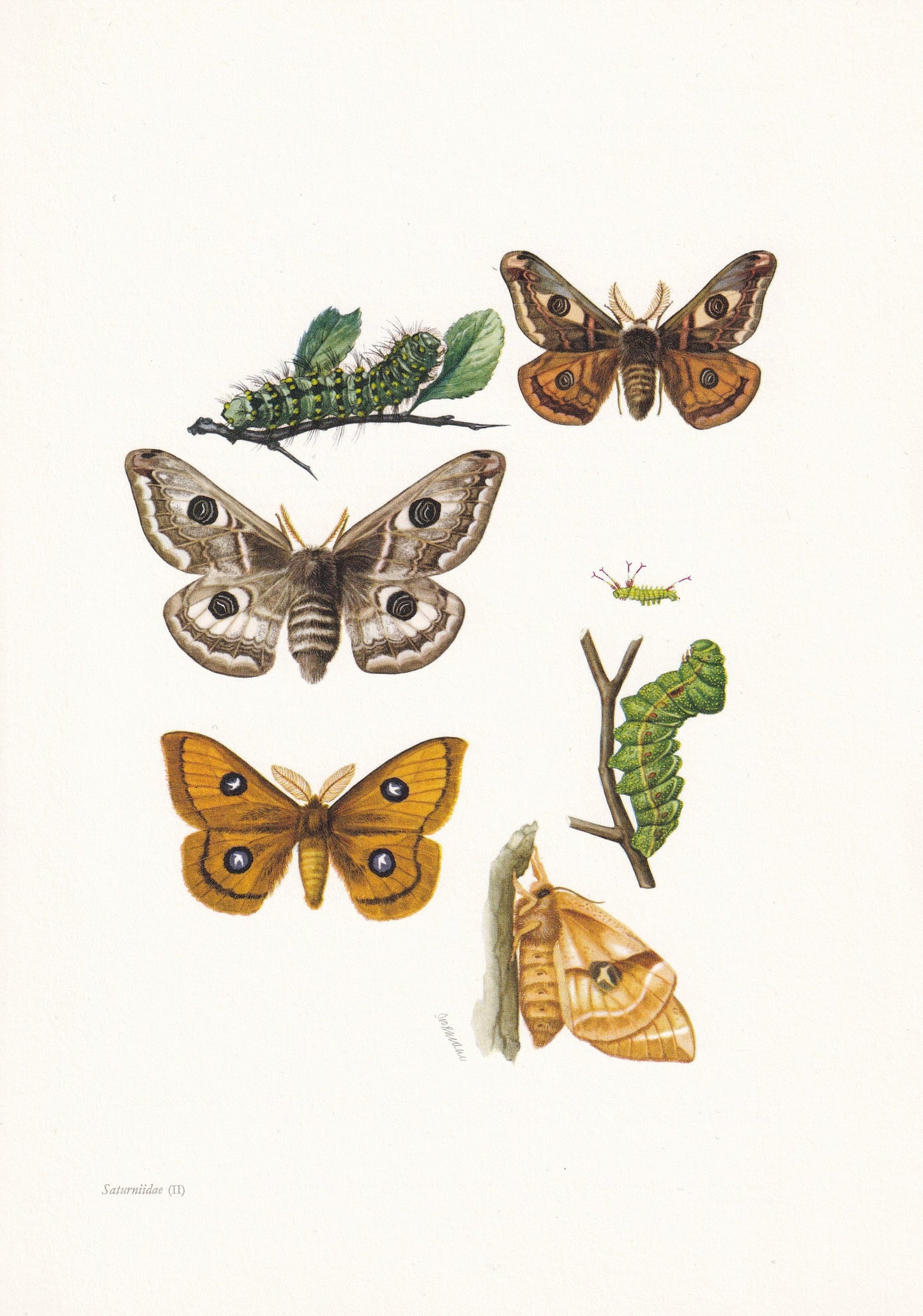 1960 SMALL EMPEROR MOTH & Tau Emperor Moth Print - Vintage Insect - Butterfly Wall Art - Vintage Entomology Print - 7.5 x 10.