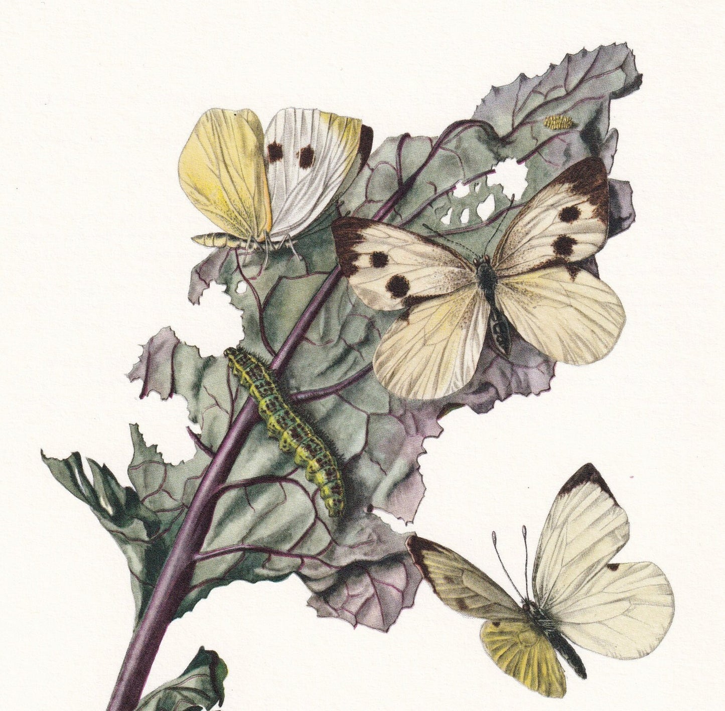 1960 LARGE WHITE BUTTERFLY Print - Vintage Insect - Butterfly Wall Art - Vintage Entomology Print - 7.5 x 10.6 Inches