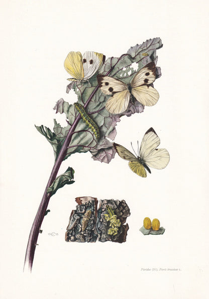 1960 LARGE WHITE BUTTERFLY Print - Vintage Insect - Butterfly Wall Art - Vintage Entomology Print - 7.5 x 10.6 Inches