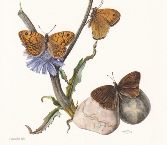 1960 BRUSH-FOOTED BUTTERFLY Print - Vintage Insect Print - Small Heath, Meadow Brown Wall Art - Vintage Entomology Print - 63