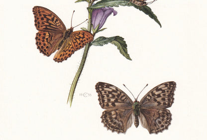 1960 SILVER-WASHED FRITILLARY Butterfly Print - Vintage Insect - Butterfly Wall Art - Vintage Entomology Print - 7.5 x 10.6 I