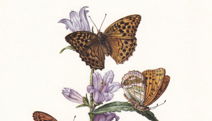 1960 SILVER-WASHED FRITILLARY Butterfly Print - Vintage Insect - Butterfly Wall Art - Vintage Entomology Print - 7.5 x 10.6 I