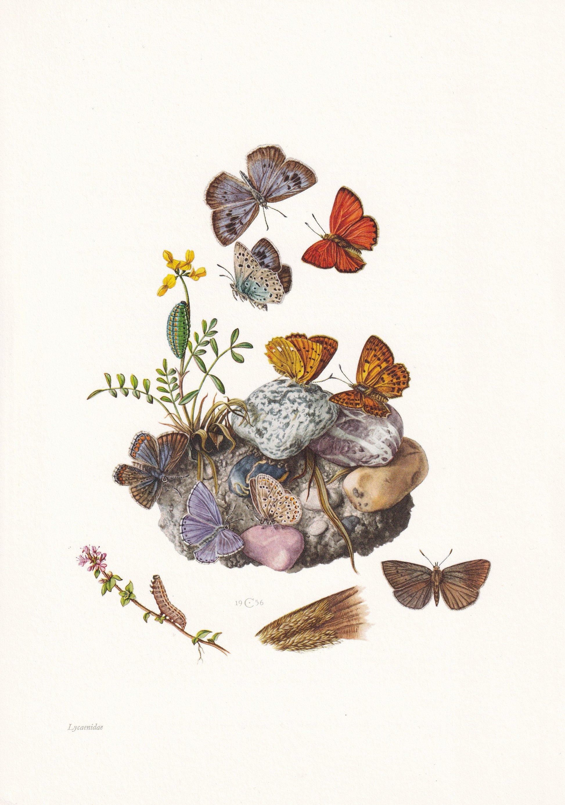 1960 GOSSAMER-WINGED BUTTERFLY Print - Vintage Insect Print - Large Blue, Scarce Copper Wall Art - Vintage Entomology Print -