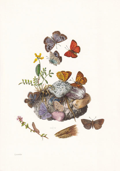 1960 GOSSAMER-WINGED BUTTERFLY Print - Vintage Insect Print - Large Blue, Scarce Copper Wall Art - Vintage Entomology Print -