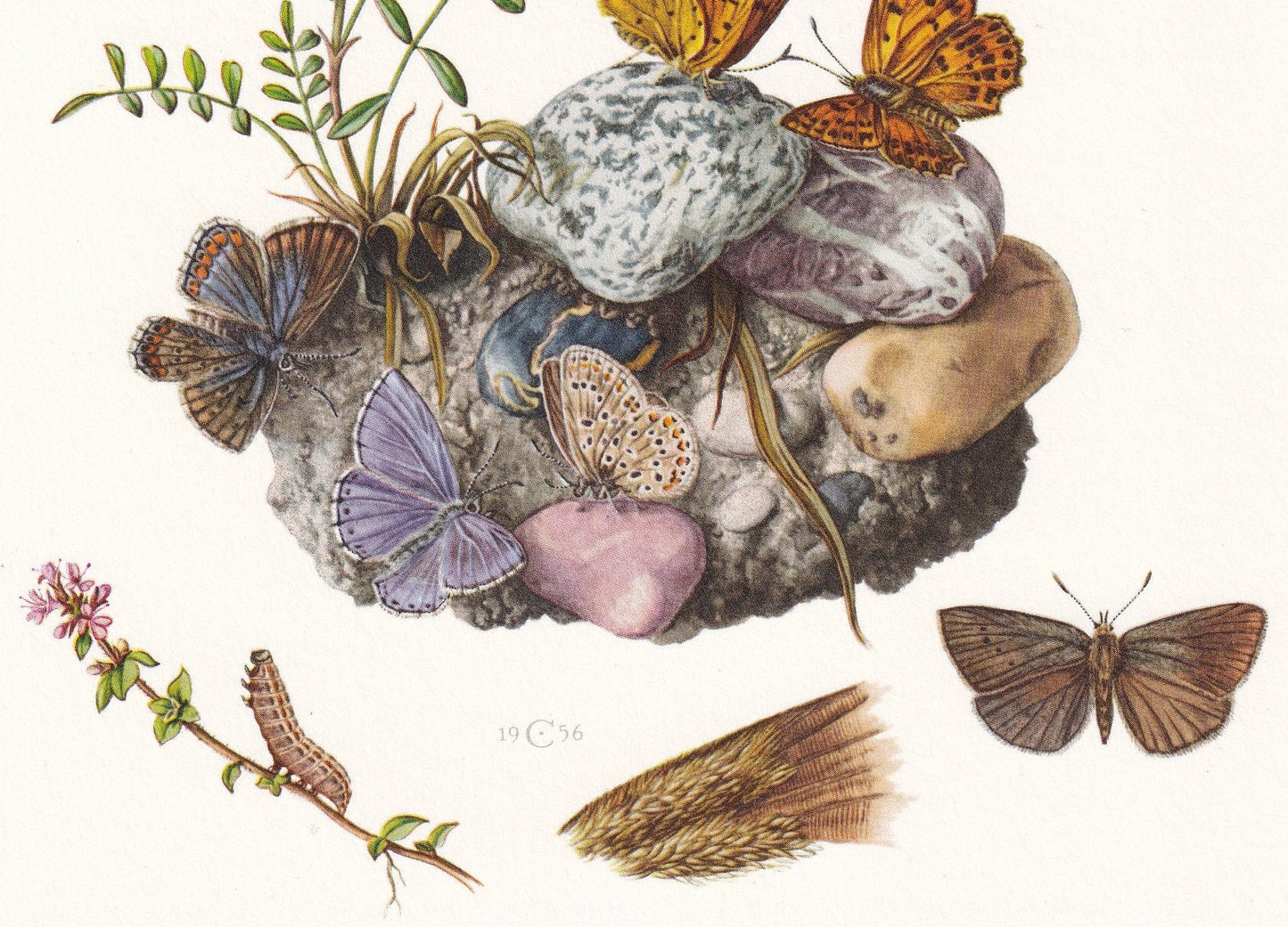 1960 GOSSAMER-WINGED BUTTERFLY Print - Vintage Insect Print - Large Blue, Scarce Copper Wall Art - Vintage Entomology Print -