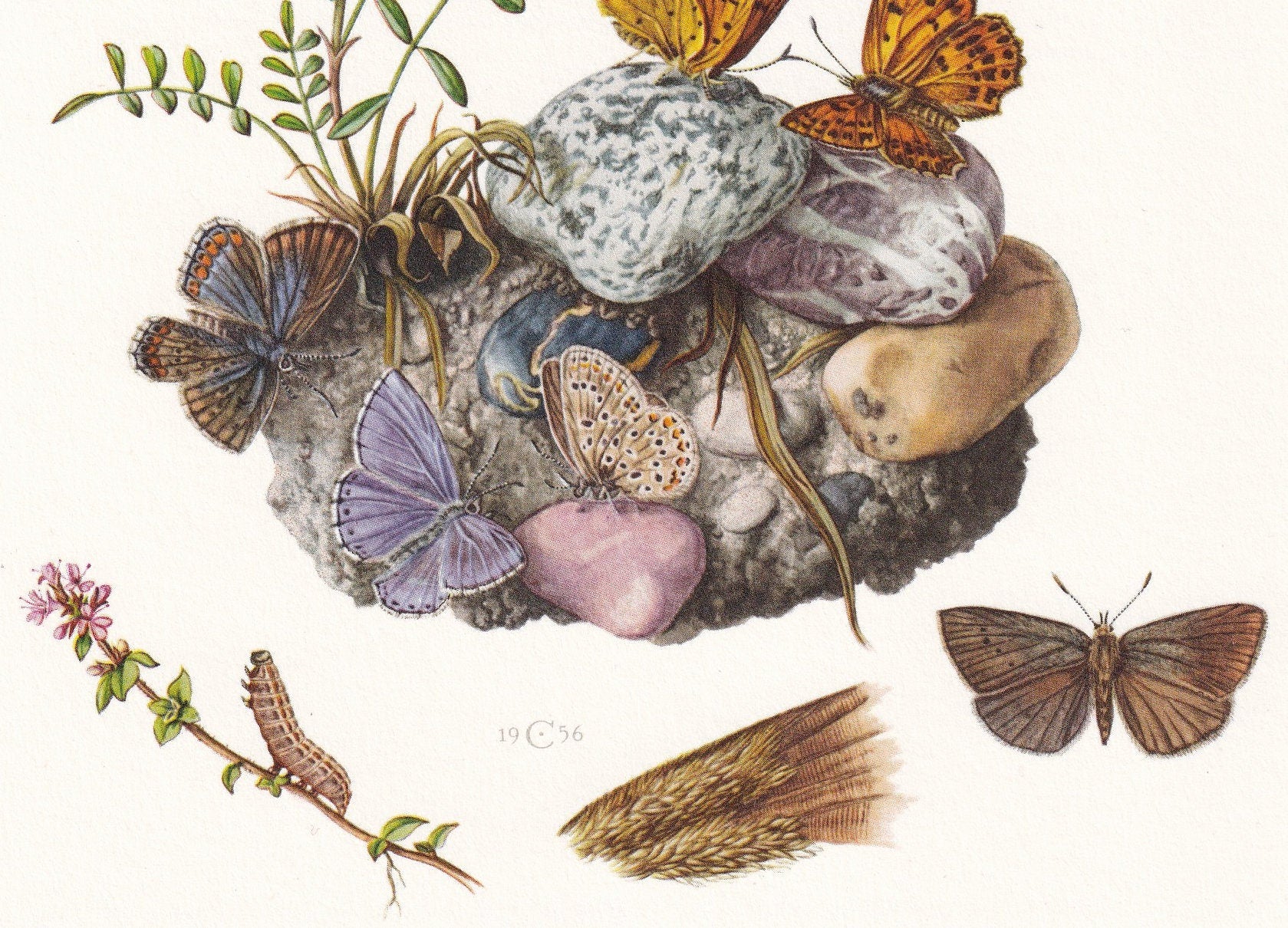 1960 GOSSAMER-WINGED BUTTERFLY Print - Vintage Insect Print - Large Blue, Scarce Copper Wall Art - Vintage Entomology Print -