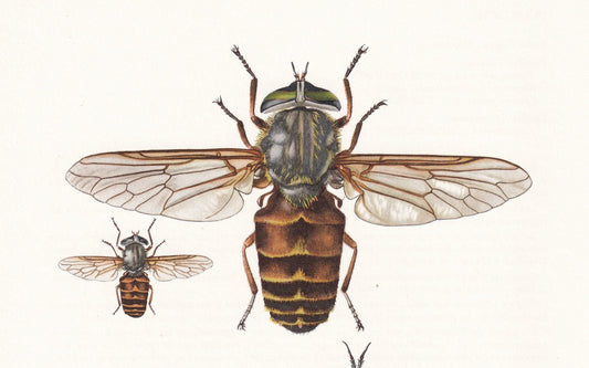 1960 HORSEFLY Print - Vintage Insect Print - Bug Illustration - Insect Wall Art - Vintage Entomology Print - 7.5 x 10.6 Inche