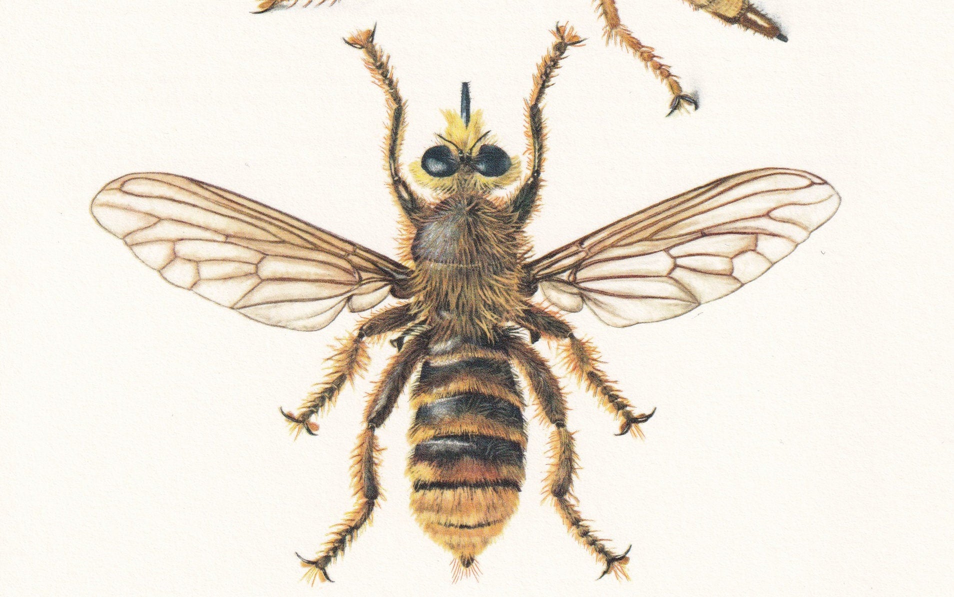 1960 DAGGER FLY & Robber Fly Print - Vintage Insect Print - Bug Illustration - Insect Wall Art - Vintage Entomology Print - 6