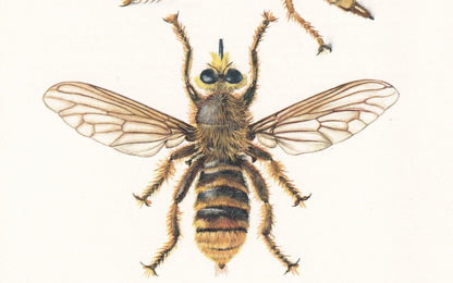 1960 DAGGER FLY & Robber Fly Print - Vintage Insect Print - Bug Illustration - Insect Wall Art - Vintage Entomology Print - 6