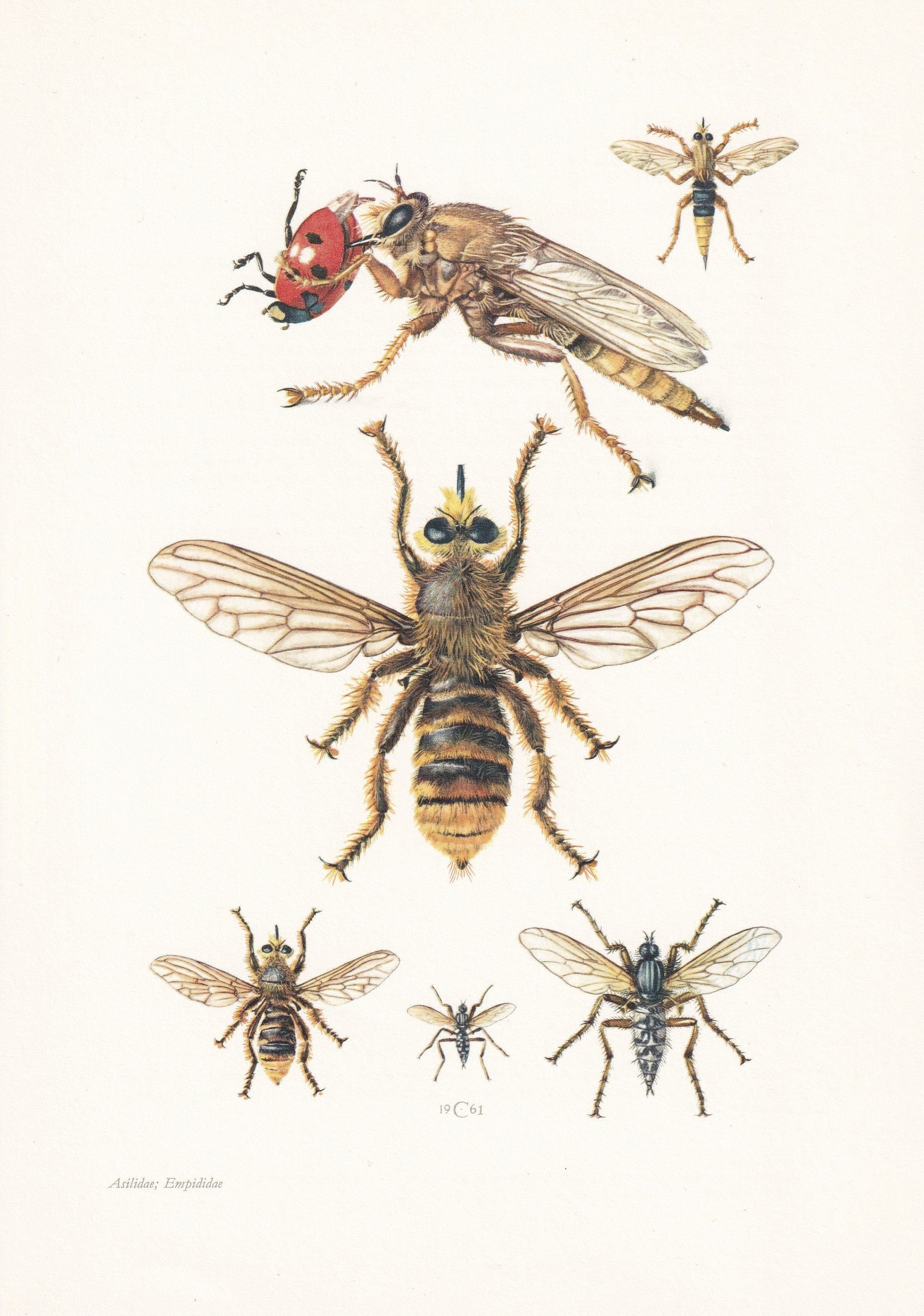 1960 DAGGER FLY & Robber Fly Print - Vintage Insect Print - Bug Illustration - Insect Wall Art - Vintage Entomology Print - 6
