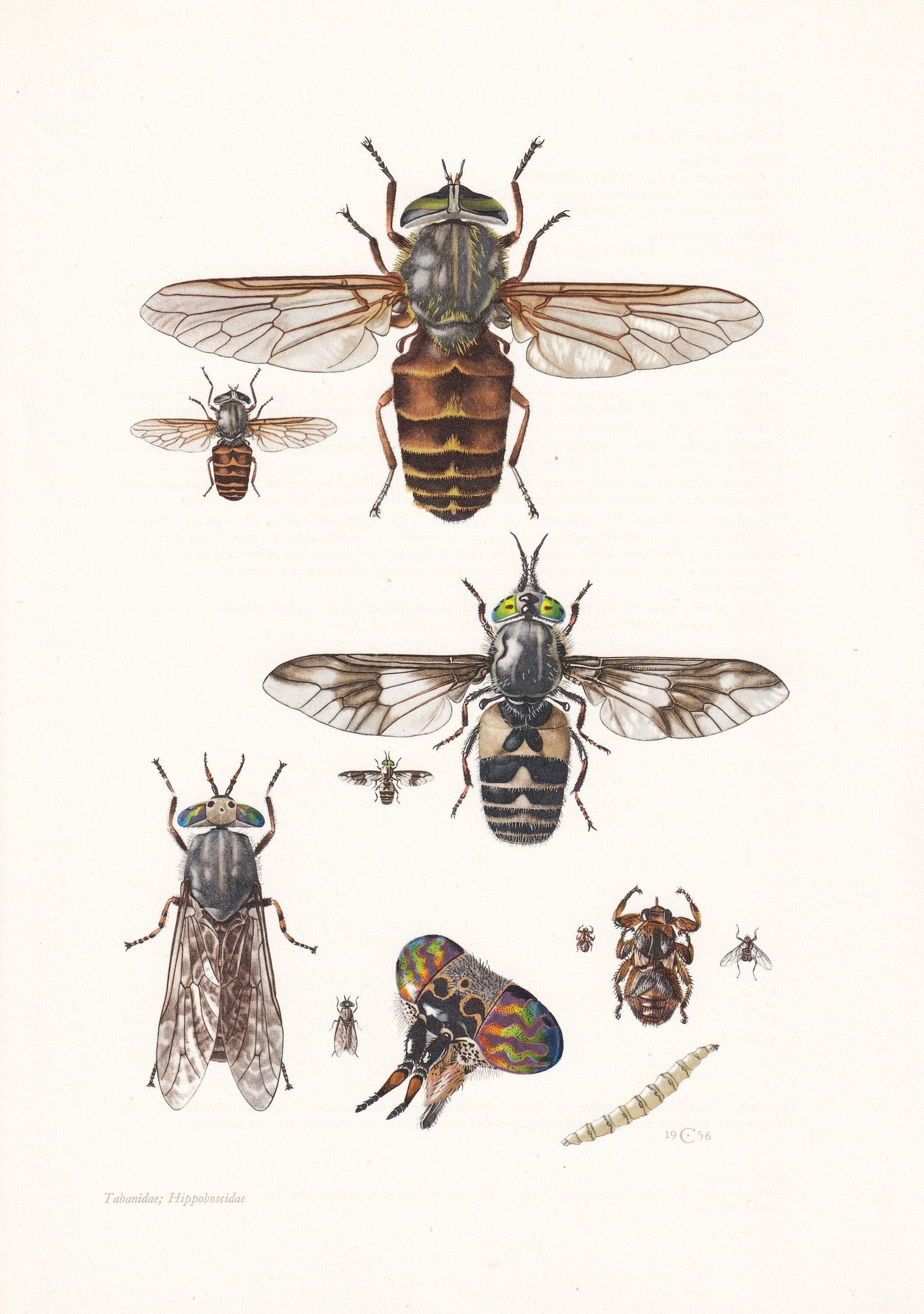1960 HORSEFLY Print - Vintage Insect Print - Bug Illustration - Insect Wall Art - Vintage Entomology Print - 7.5 x 10.6 Inche