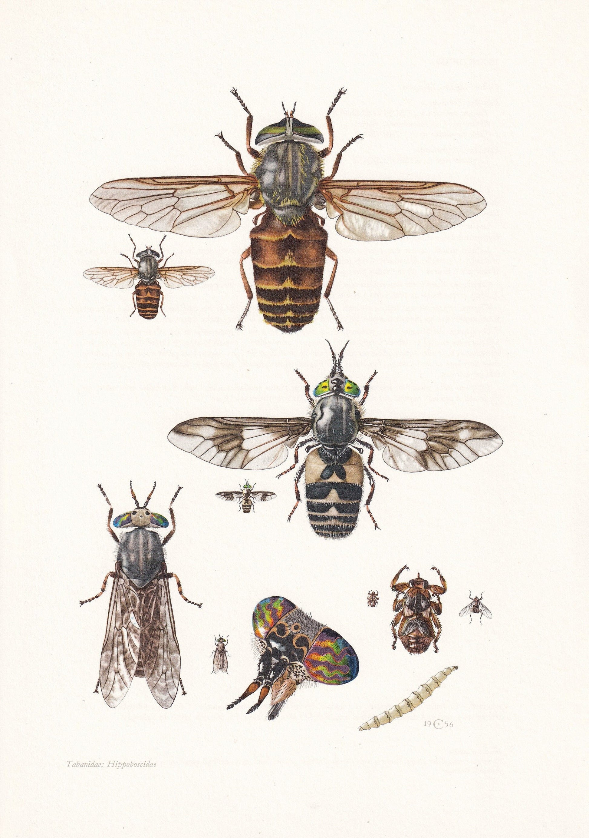 1960 HORSEFLY Print - Vintage Insect Print - Bug Illustration - Insect Wall Art - Vintage Entomology Print - 7.5 x 10.6 Inche