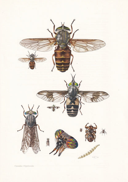 1960 HORSEFLY Print - Vintage Insect Print - Bug Illustration - Insect Wall Art - Vintage Entomology Print - 7.5 x 10.6 Inche