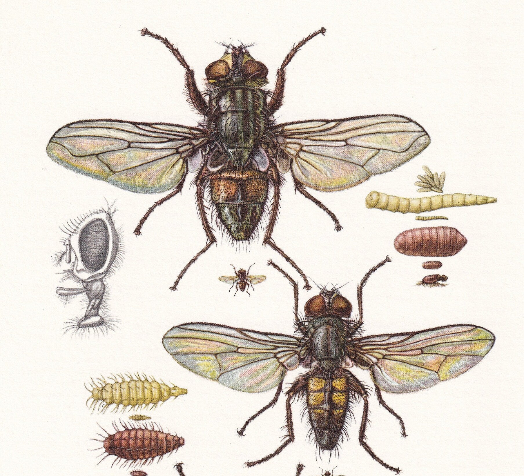 1960 HOUSE FLY Print - Vintage Insect Print - Insect Wall Art - Musca domestica - Vintage Entomology Print - 7.5 x 10.6 Inche