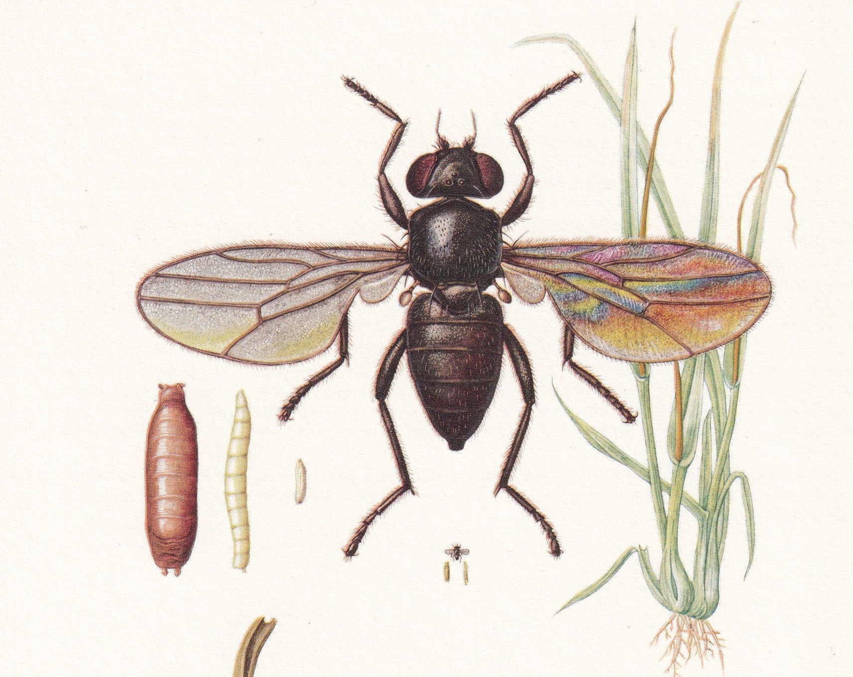 1960 FRIT FLY Print - Vintage Insect Print - Insect Wall Art - Oscinella frit - Vintage Entomology Print - 7.5 x 10.6 Inches