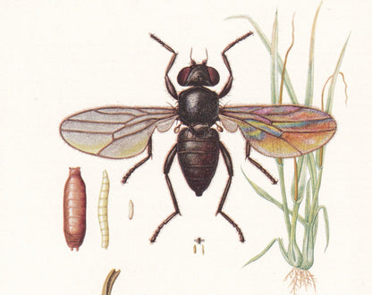 1960 FRIT FLY Print - Vintage Insect Print - Insect Wall Art - Oscinella frit - Vintage Entomology Print - 7.5 x 10.6 Inches