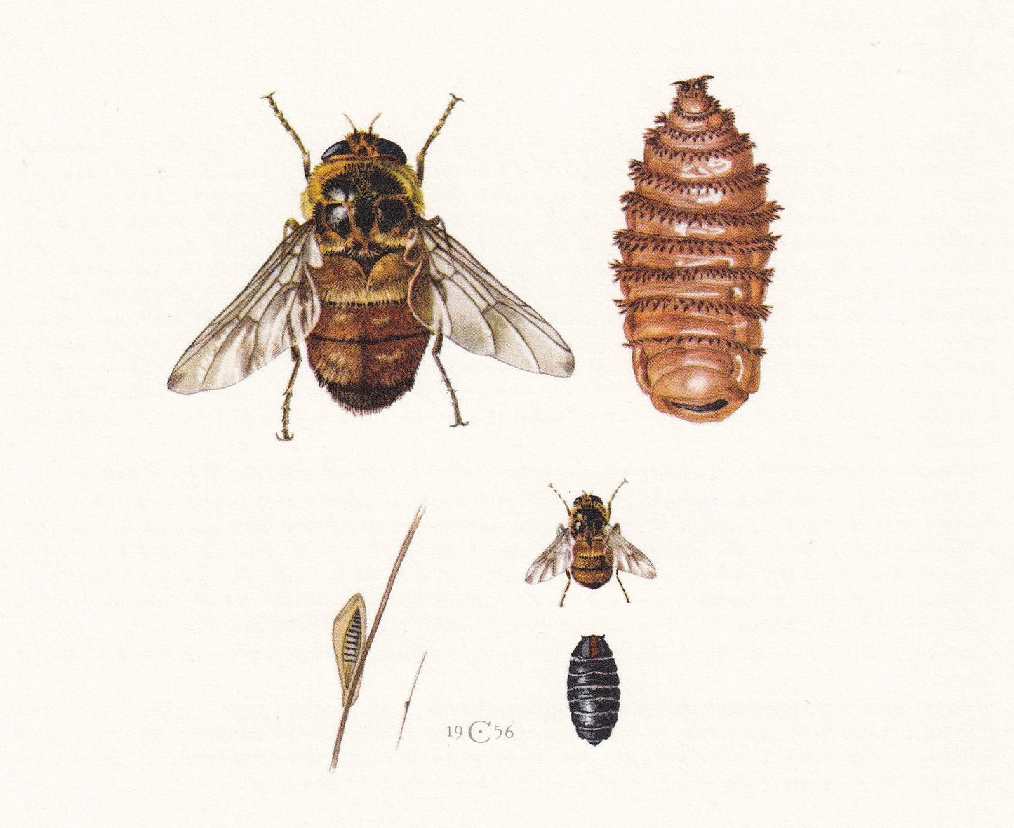 1960 HORSE BOT FLY Print - Vintage Insect Print - Insect Wall Art - Gasterophilus nasalis - Vintage Entomology Print - 7.5 x 