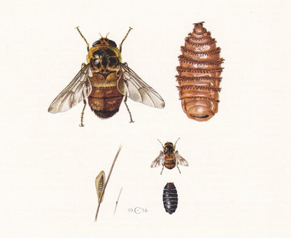 1960 HORSE BOT FLY Print - Vintage Insect Print - Insect Wall Art - Gasterophilus nasalis - Vintage Entomology Print - 7.5 x 
