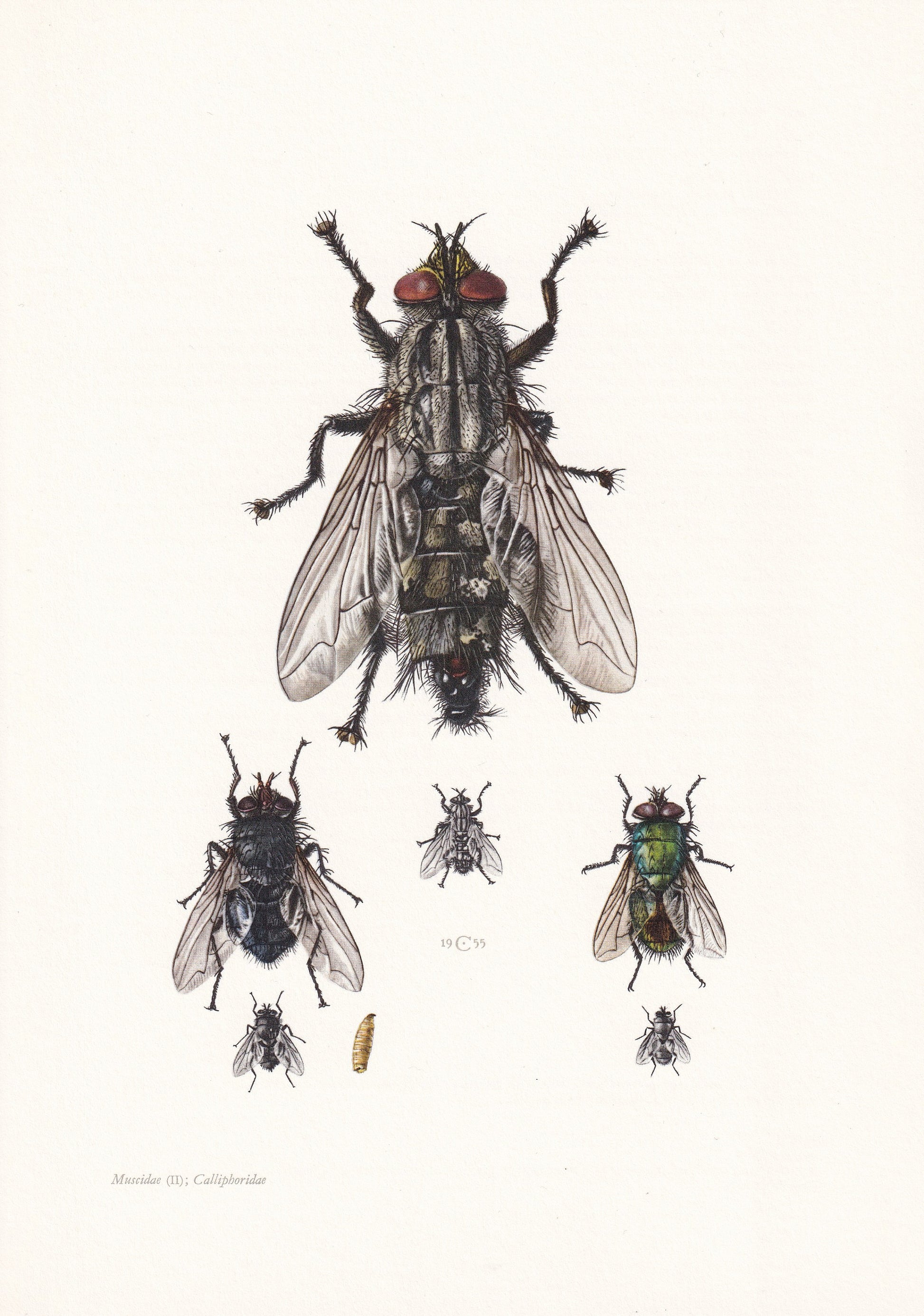 1960 FLESH FLY Print - Vintage Insect Print - Insect Wall Art - Sarcophaga carnaria - Vintage Entomology Print - 7.5 x 10.6 I