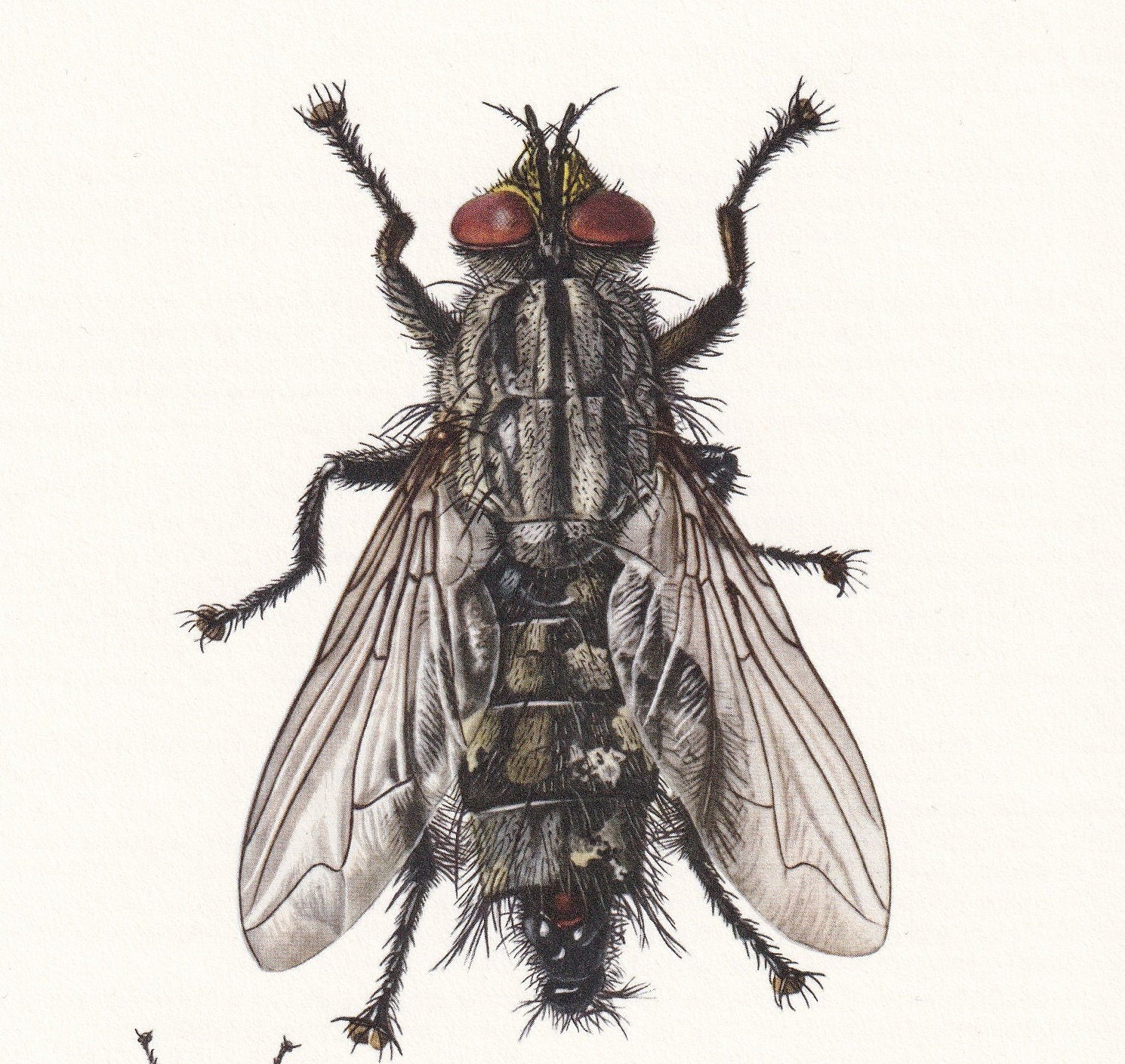1960 FLESH FLY Print - Vintage Insect Print - Insect Wall Art - Sarcophaga carnaria - Vintage Entomology Print - 7.5 x 10.6 I