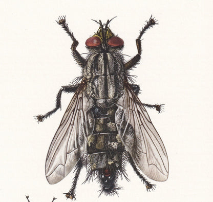 1960 FLESH FLY Print - Vintage Insect Print - Insect Wall Art - Sarcophaga carnaria - Vintage Entomology Print - 7.5 x 10.6 I