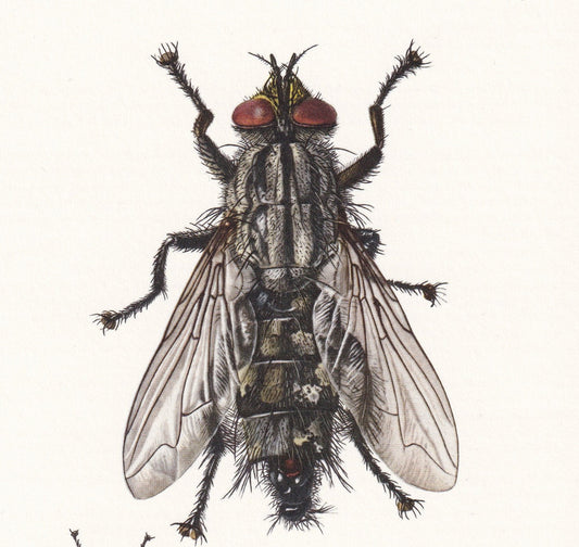 1960 FLESH FLY Print - Vintage Insect Print - Insect Wall Art - Sarcophaga carnaria - Vintage Entomology Print - 7.5 x 10.6 I