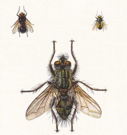 1960 TACHINID FLY Print - Vintage Insect Print - Insect Wall Art - Bugs Print - Vintage Entomology Print - 7.5 x 10.6 Inches