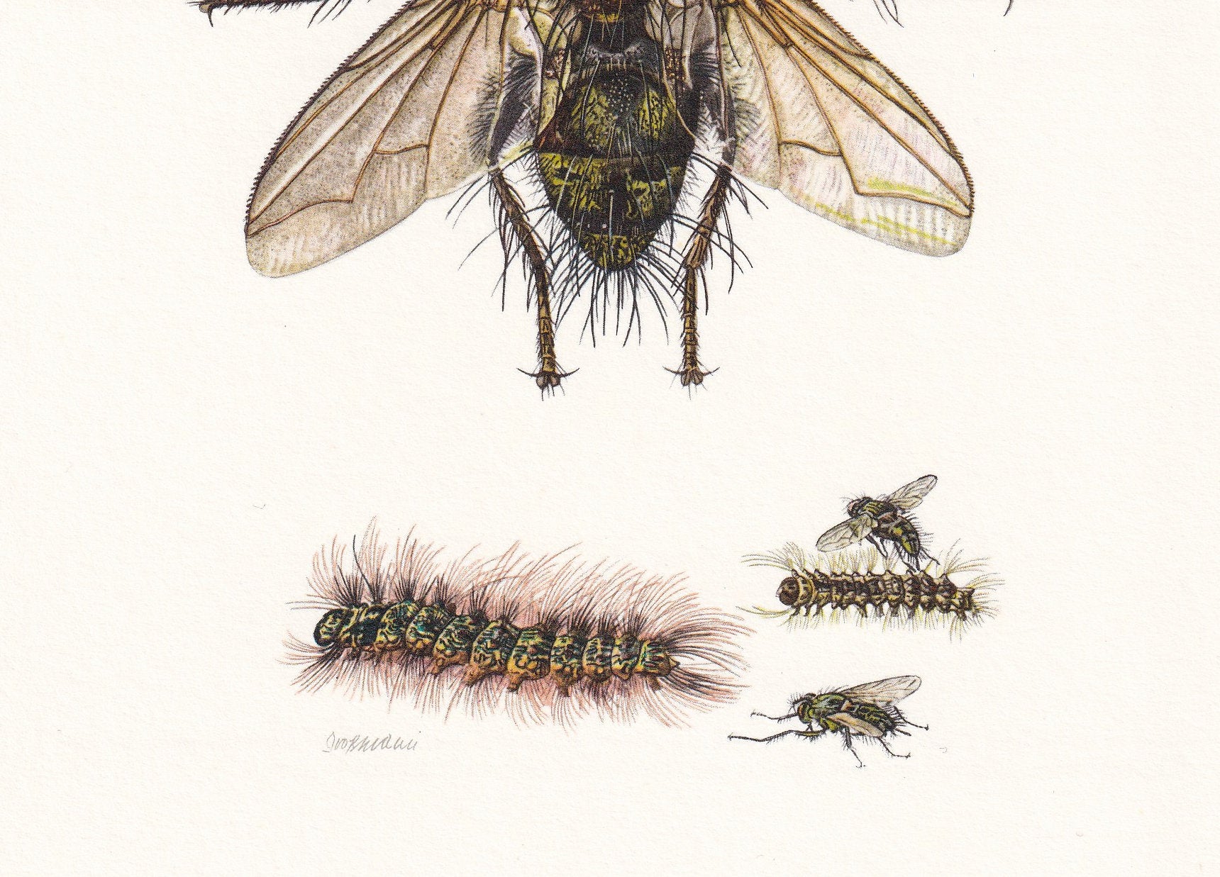 1960 TACHINID FLY Print - Vintage Insect Print - Insect Wall Art - Bugs Print - Vintage Entomology Print - 7.5 x 10.6 Inches